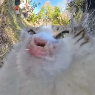 🌟