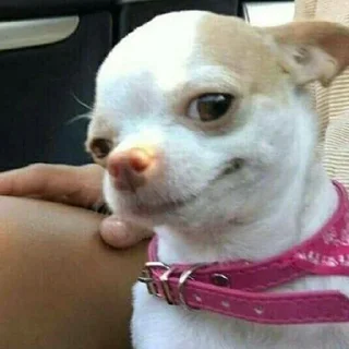 🐶