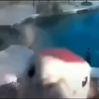👏