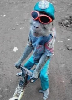 🚲