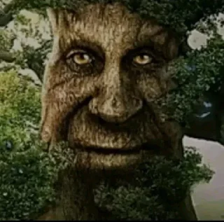 🌳