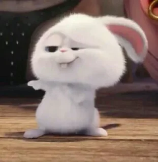 🐰