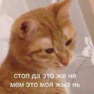 😺
