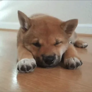 💤