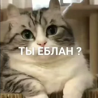 ❓