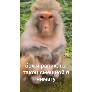 🐵