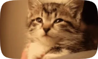 😺