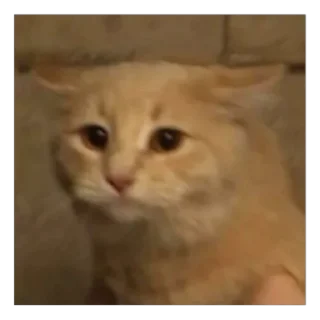 🐱