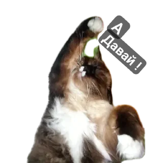 🐱