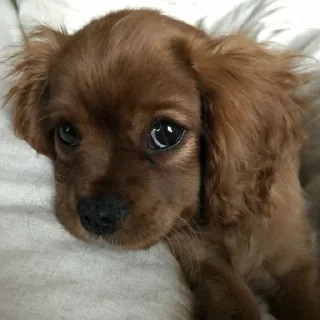 🥰