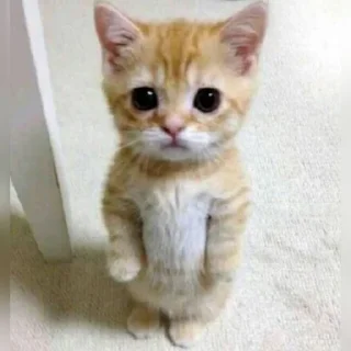🐈