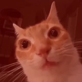 🐈‍⬛