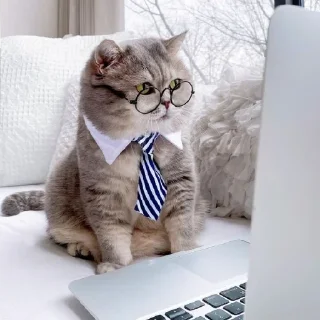 🐈