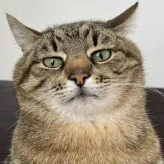 🤩