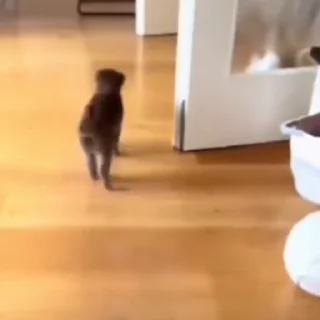 🐈