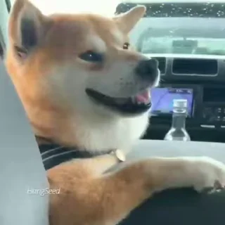 🐶