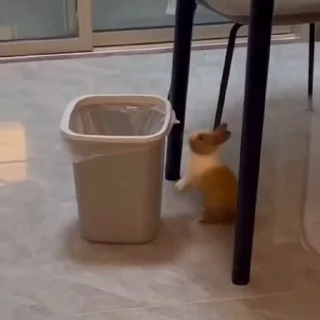 🐇