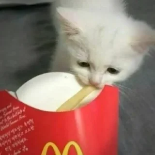 😺