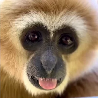 👅