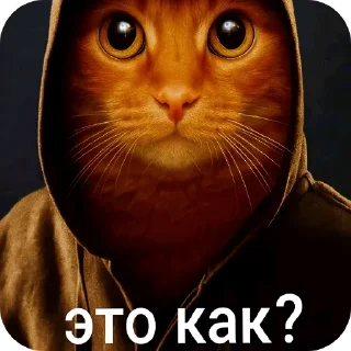 🐱