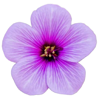 🌸