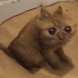 😭
