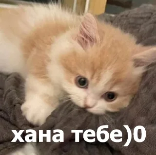 😤