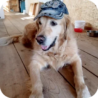 🐶