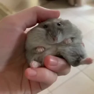 🥟