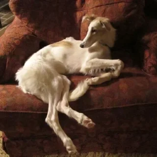 🛋