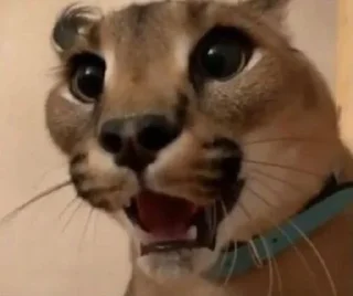 😲