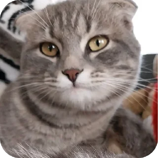 🐱