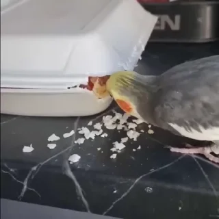 🤬