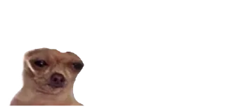🐈