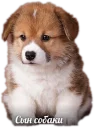🐶