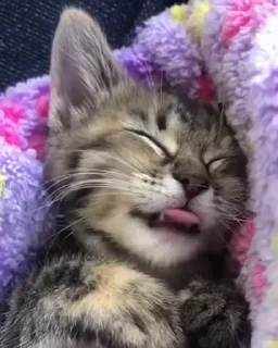 🐈