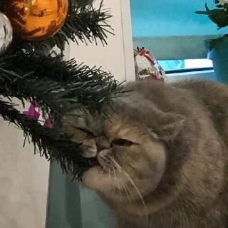 🐱