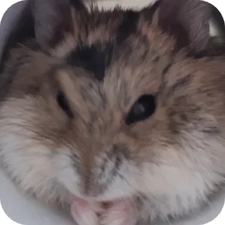 🐱