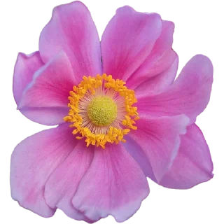 🌸