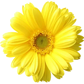 🌼