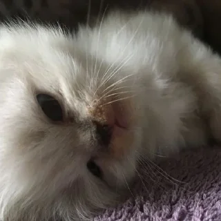 🎀