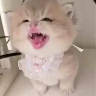 🌟
