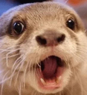 Otter @stickersb2b