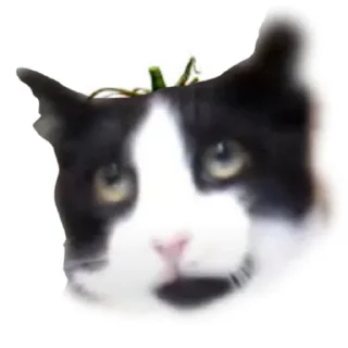 💚