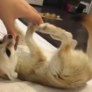 🦊