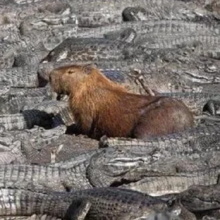 🦦