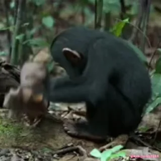 🐵