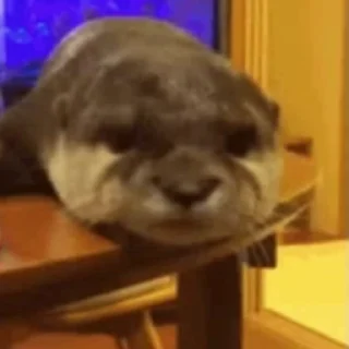 🤪