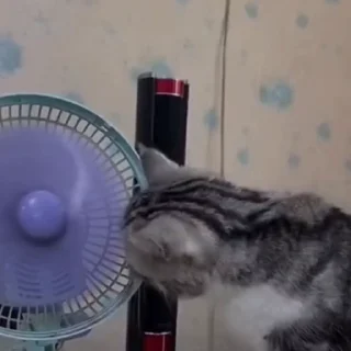 🐈