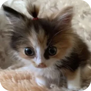 🐱